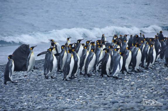 Um grupo de pinguins rei caminha na praia de pedras de Salisbury Plain, na Geórgia do Sul
